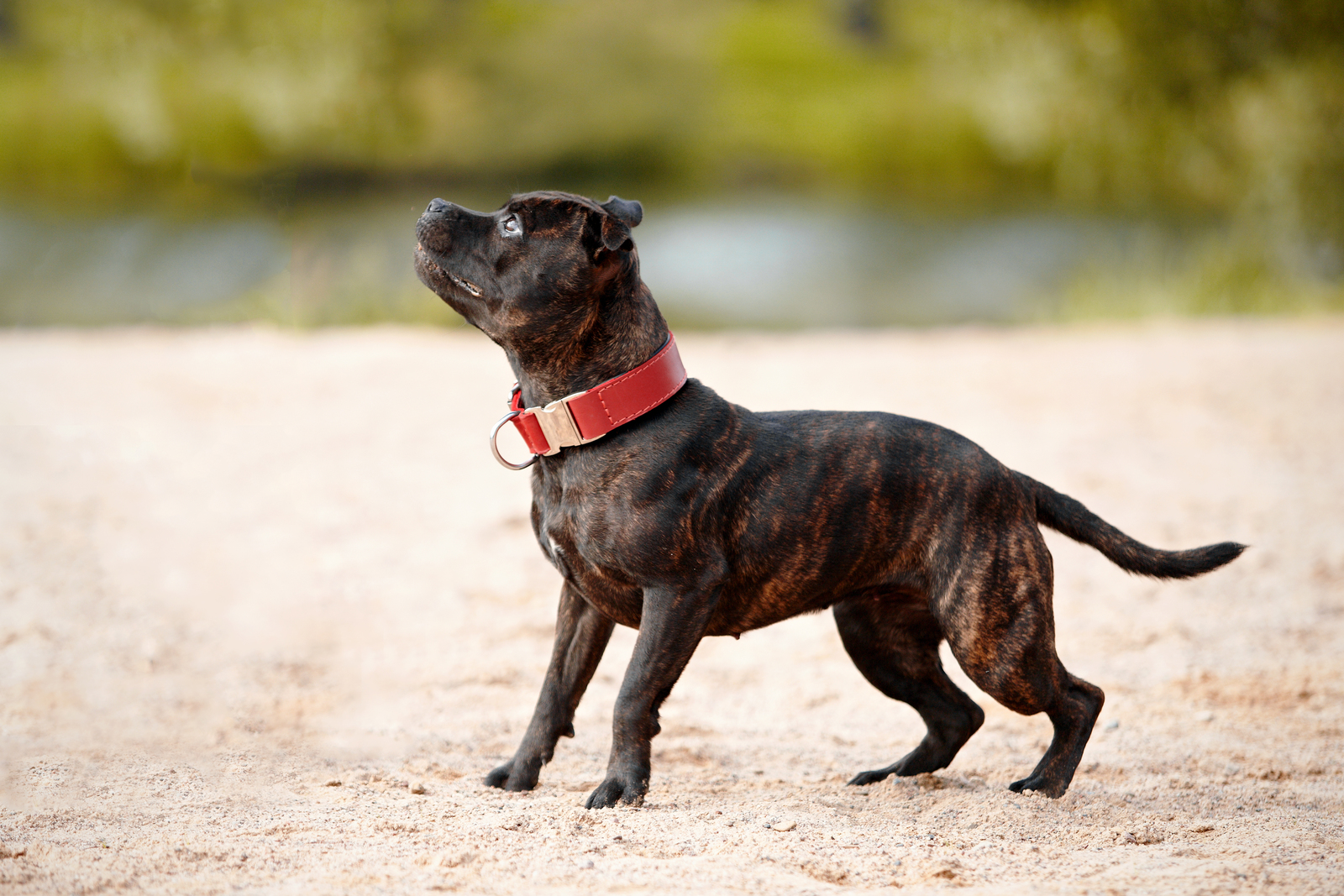 All about pitbull and heeler breed mix