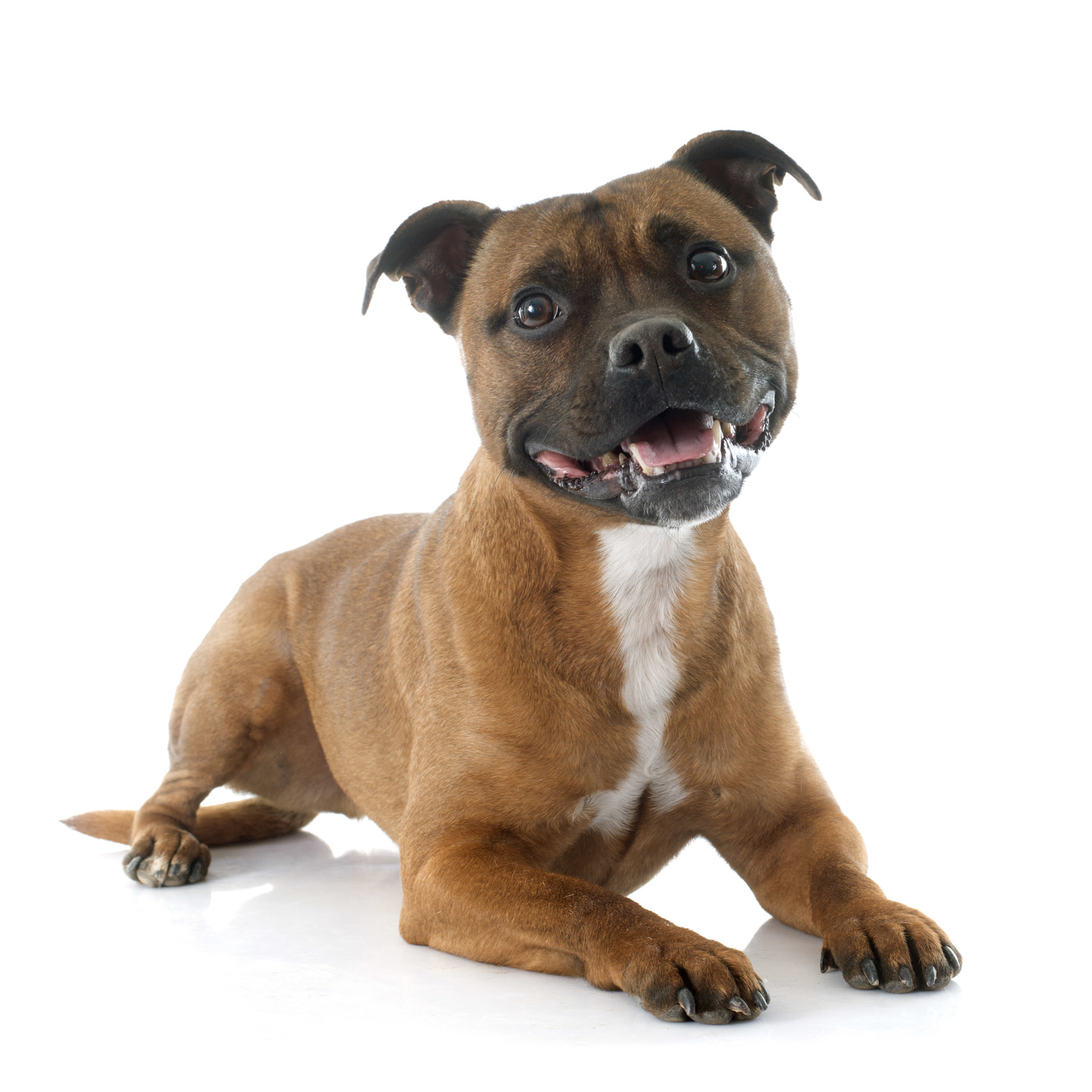 All about pitbull and french bulldog breed mix