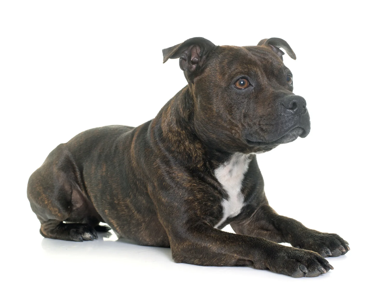 All about pitbull and mastiff breed mix