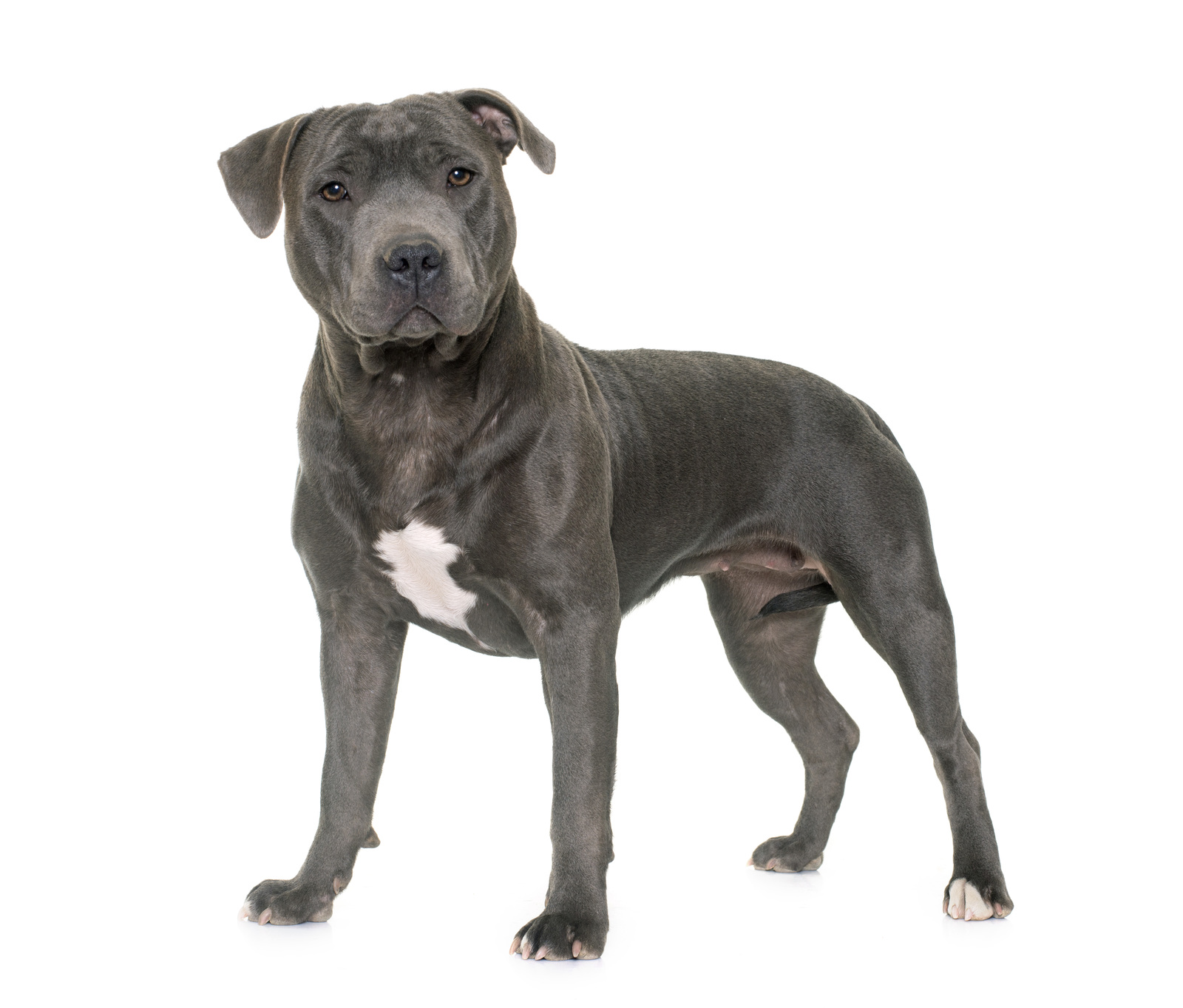 All about pitbull and bull terrier breed mix