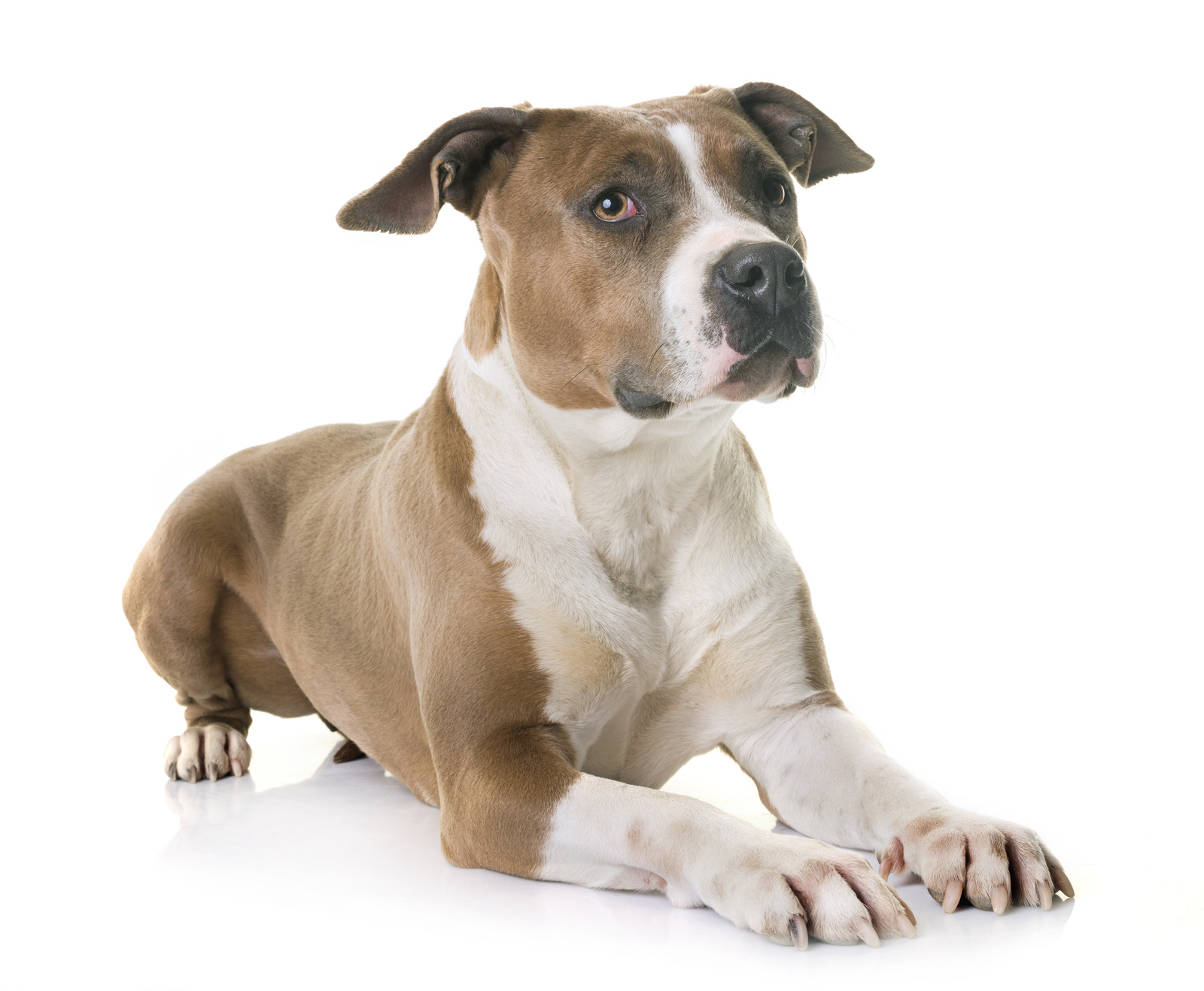 All about pitbull and labrador breed mix