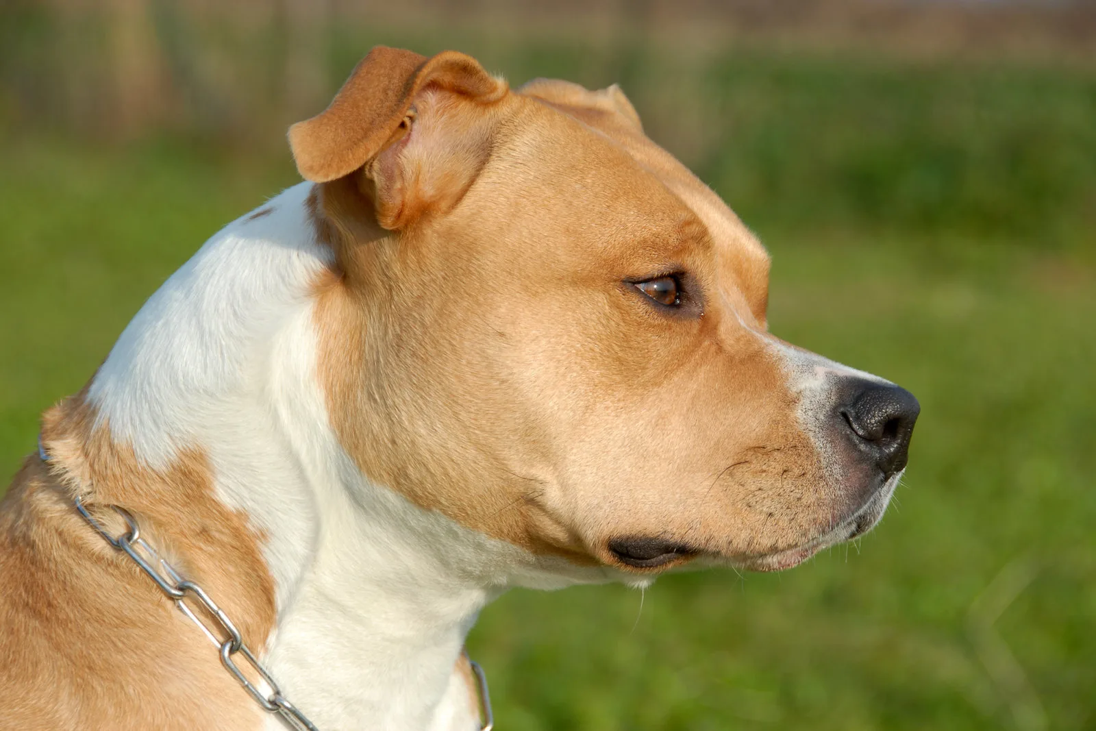 All about pitbull and saint-usuge spaniel breed mix