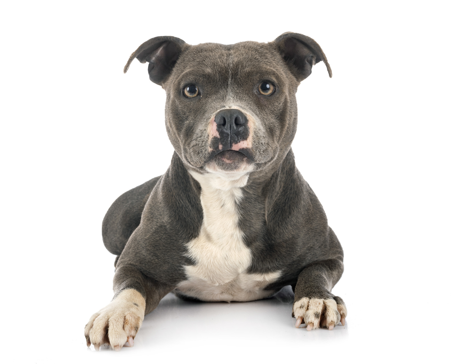 Why are so many pitbulls in shelters?