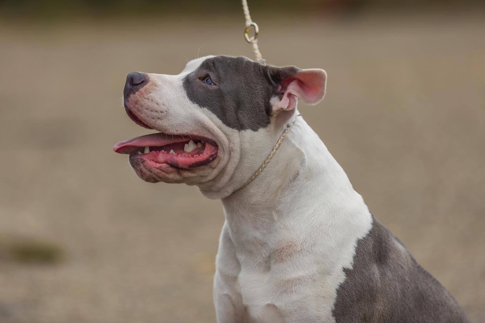 Where are pitbulls banned?