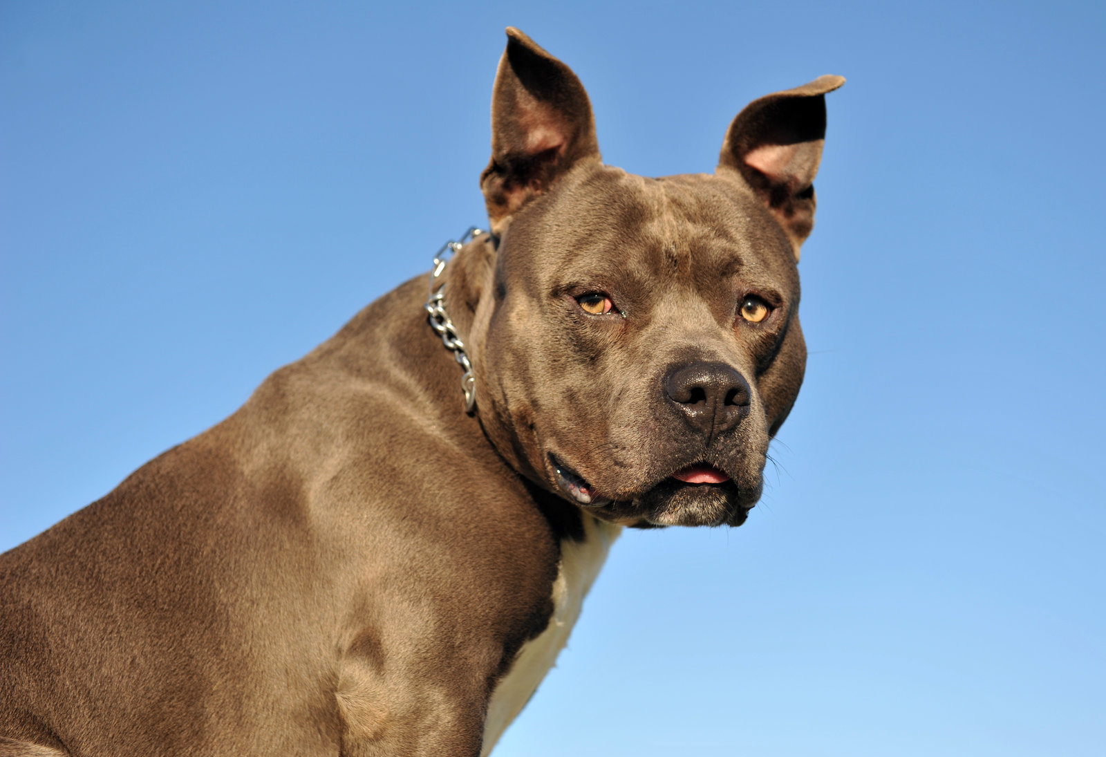 All about pitbull and sussex spaniel breed mix