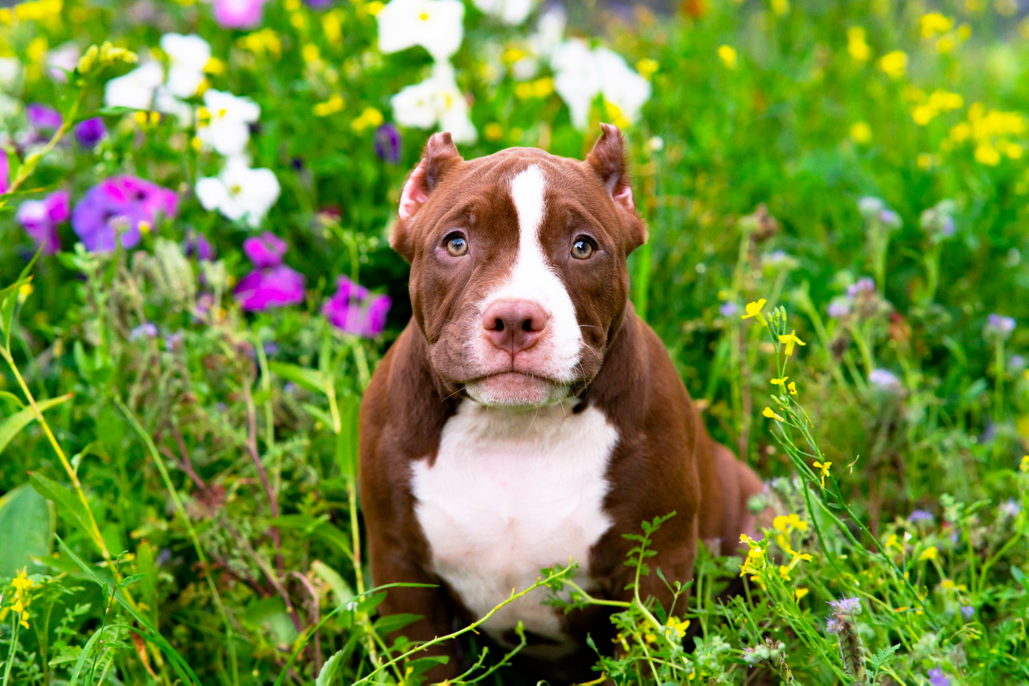 Which ones to choose home insurance for pitbull owners?