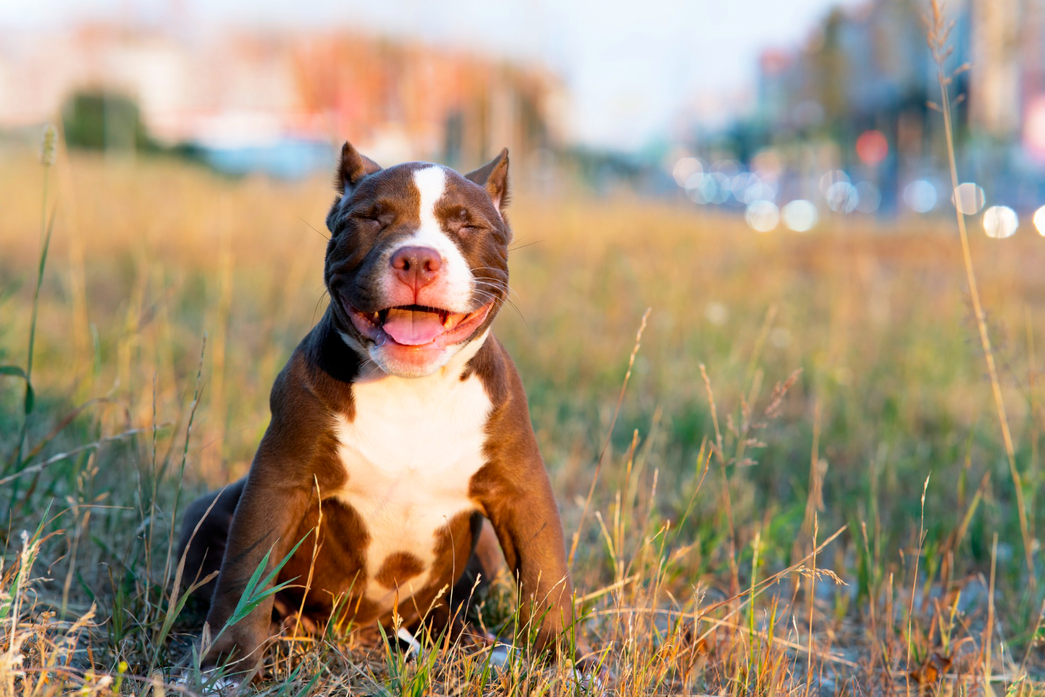 What dog body harness to choose for a pitbull?