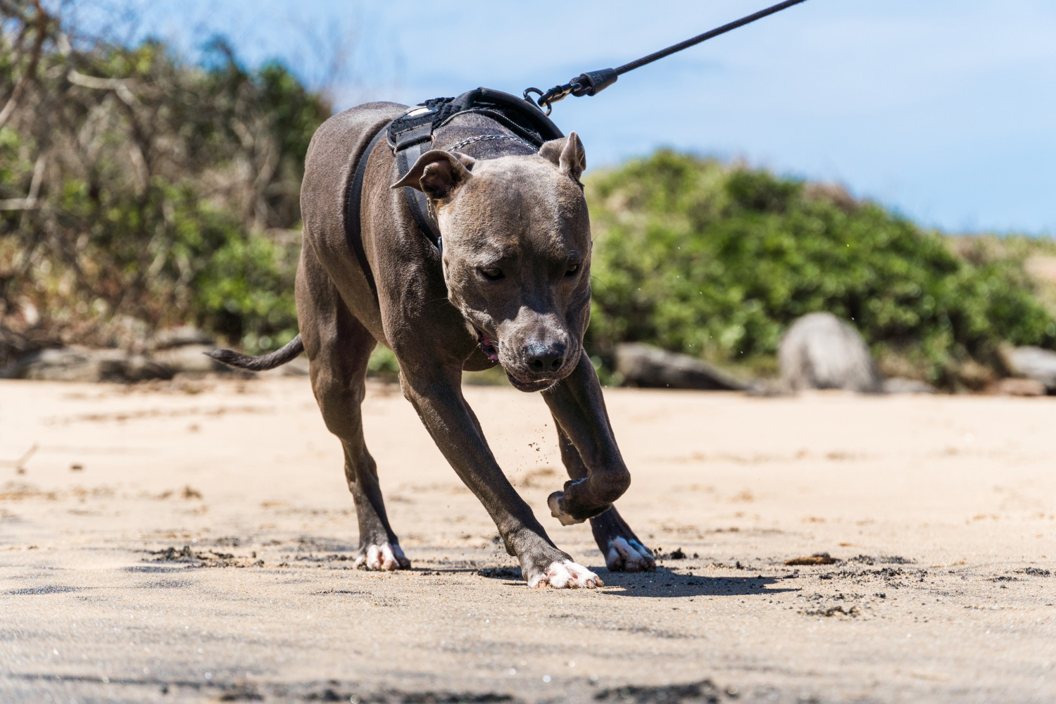 How to running with a pitbull?