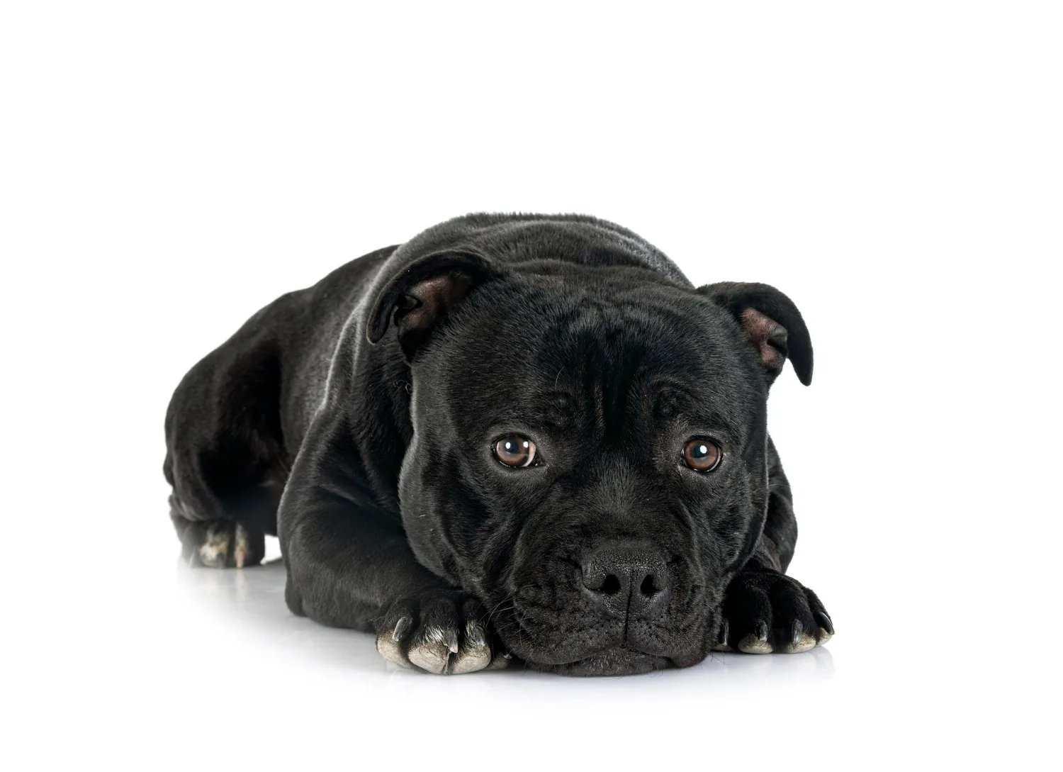 What are different breeds of pitbull terriers?