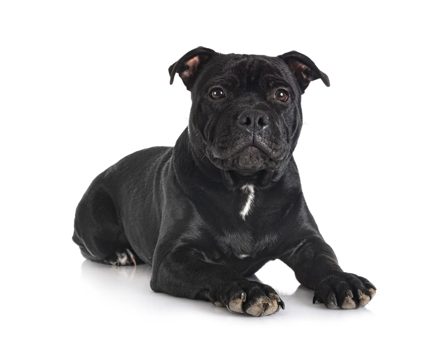What is the pitbull temperament and personality?